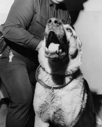 German Shepherd Poster Print showcasing the beauty of the breed.