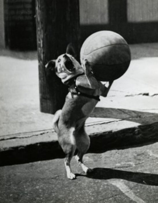 Dog Playing with Basketball Poster Print showcasing a playful dog.