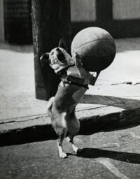 Dog Playing with Basketball Poster Print showcasing a playful dog.