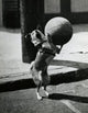 Dog Playing with Basketball Poster Print showcasing a playful dog.