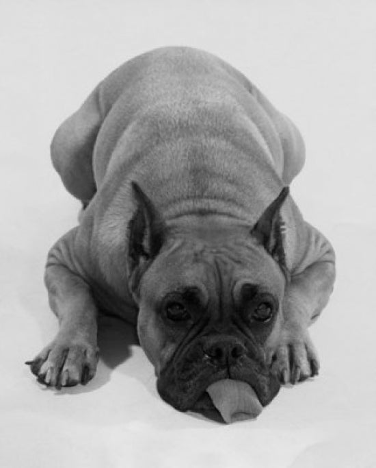 Bboxer Sticking Its Tongue Out Poster Print