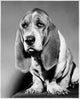 Basset Hound Poster Print showcasing a cute dog art piece.