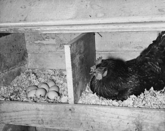 Chicken in a Henhouse Poster Print showcasing rustic charm