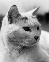 Close-up of a cat looking sideways poster print