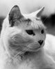 Close-up of a cat looking sideways poster print