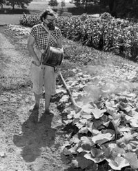 Young woman dusting insecticide on cucumber plants in a garden
