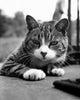 Charming Cat Lying Down Poster Print showcasing a peaceful feline.