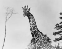 Giraffe Poster Print showcasing a beautiful wildlife art piece.