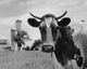Bull on a farm looking directly at the camera poster print.