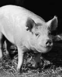 Close-Up of a Pig Poster Print showcasing intricate details.