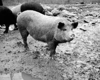 Pig Standing in Mud Poster Print featuring a Sus scrofa in a natural setting.