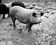 Pig Standing in Mud Poster Print featuring a Sus scrofa in a natural setting.