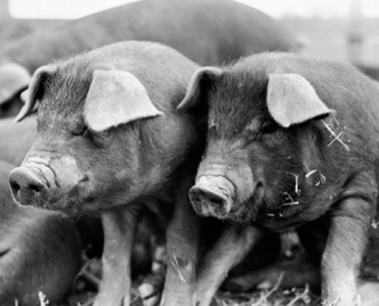 Close-up poster print of two Duroc pigs showcasing their details.