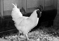 Side profile of a rooster poster print showcasing vibrant colors and details.