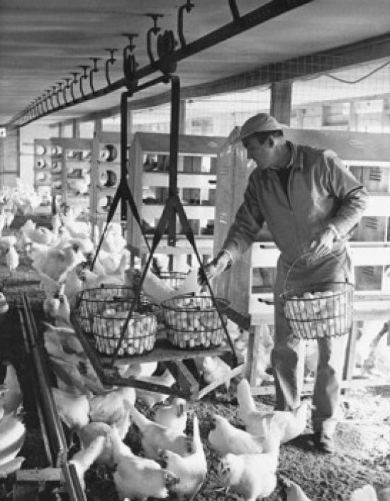 Farmer Collecting Eggs in a Barn Poster Print showcasing rustic farm life