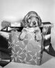 Close-up of a cute puppy in a Christmas present poster print.