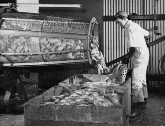 Mid adult man scaling and washing fish using a revolving drum poster print.