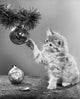 Close-up of a cat playing with a Christmas ornament on a Christmas tree poster print.