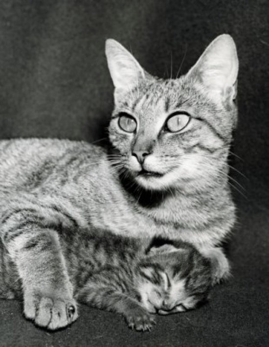 Cat Lying Down with Kitten Poster Print showcasing a cozy moment between a cat and its kitten.