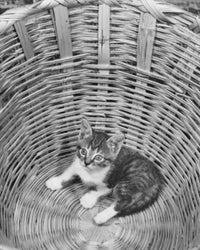 Adorable kitten nestled in a cozy basket poster print