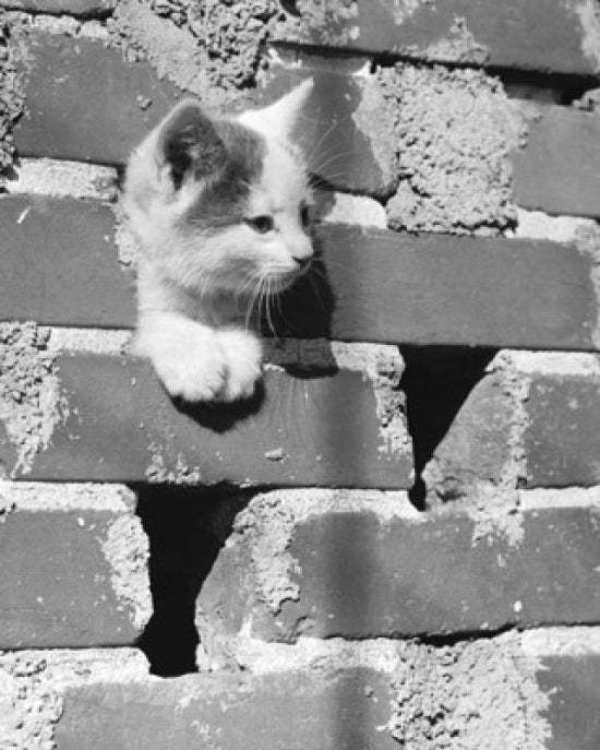 Close-up poster print of a kitten peeking through a hole in a brick wall.