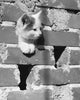 Close-up poster print of a kitten peeking through a hole in a brick wall.