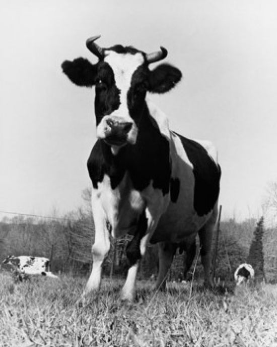 Bull standing in a field poster print showcasing a low angle view.
