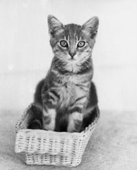 Cute kitten sitting in a basket poster print.