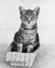 Cute kitten sitting in a basket poster print.