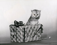 Adorable kitten trying to open a gift poster print
