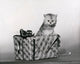 Adorable kitten trying to open a gift poster print