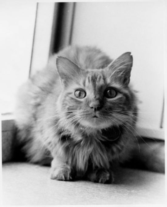 Cat Backed into a Corner Poster Print showcasing a playful feline.