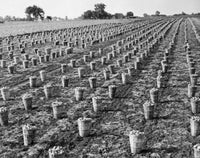 Buckets of onions in a field poster print showcasing rural charm