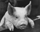Close-up poster print of a Yorkshire pig leaning over a fence.