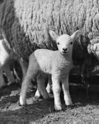 Lamb Poster Print featuring a lamb standing in front of a sheep.