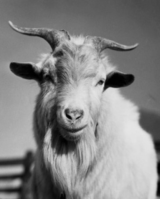 Close-up of a goat poster print showcasing intricate details.