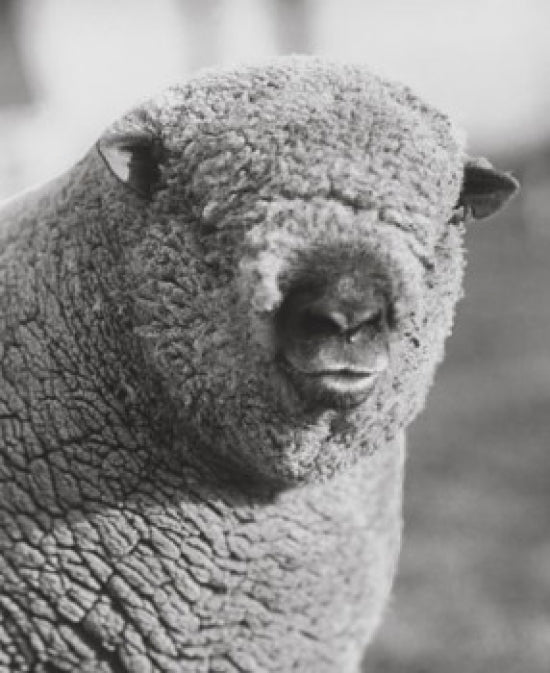 Close-Up of a Ram Poster Print showcasing intricate details.