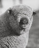 Close-Up of a Ram Poster Print showcasing intricate details.