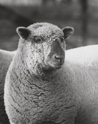 Close-up of a ram poster showcasing wildlife art