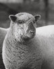 Close-up of a ram poster showcasing wildlife art