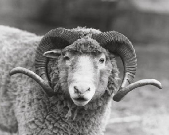 Close-up of a Dorset Ram Poster Print showcasing intricate details.