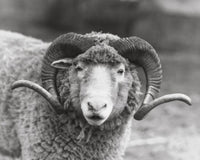 Close-up of a Dorset Ram Poster Print showcasing intricate details.