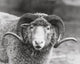 Close-up of a Dorset Ram Poster Print showcasing intricate details.