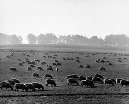 Flock of sheep grazing in a field poster print showcasing serene countryside scenery.