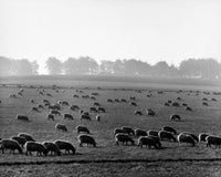 Flock of sheep grazing in a field poster print showcasing serene countryside scenery.