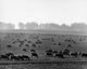 Flock of sheep grazing in a field poster print showcasing serene countryside scenery.