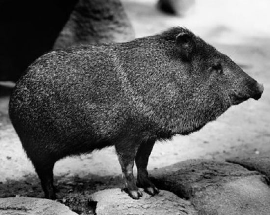 Wild Boar Standing Poster Print - Sus scrofa artwork