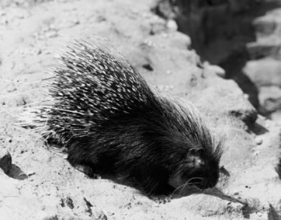 Porcupine on Sand Poster Print showcasing wildlife art