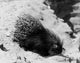 Porcupine on Sand Poster Print showcasing wildlife art