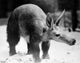 Aardvark Poster Print - Orycteropus afer artwork